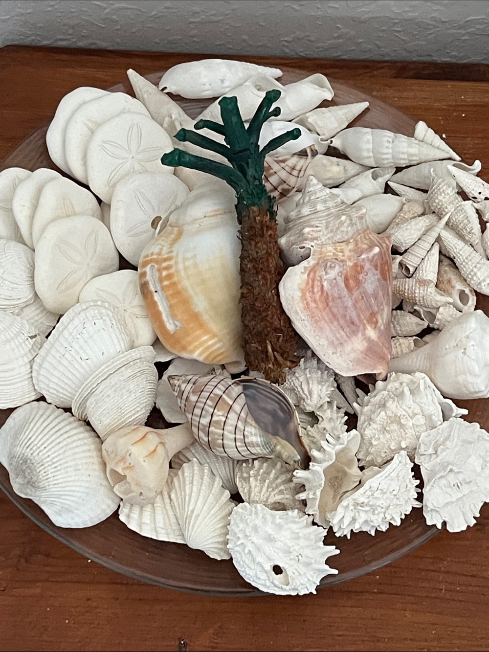 Great Mixed Sea Shell Bowl with Decorative Mini Palm